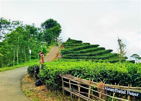 Liburan Ke Kulon Progo Yuk Mampir Ke Obyek Wisata Kebun Teh Nglinggo