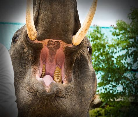 Elephant Teeth Stock Photos Pictures And Royalty Free Images Istock