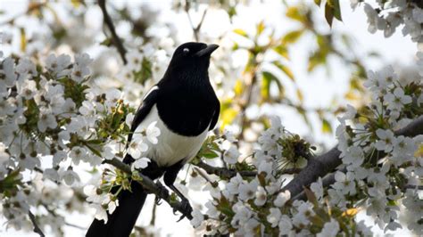 Magpie Best HD Wallpaper 74681 - Baltana