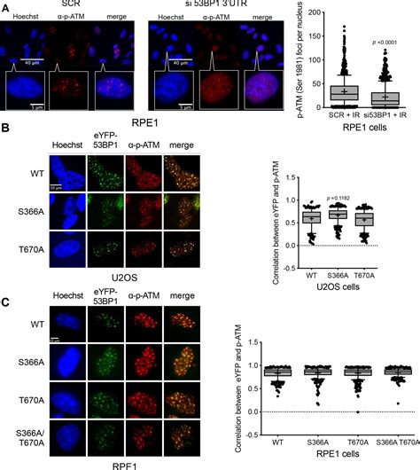 Figures And Data In Phosphorylation Mediated Interactions With TOPBP1