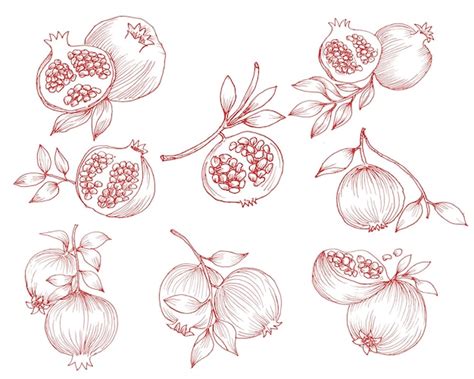 Premium Vector Hand Drawn Pomegranate Fruit Set