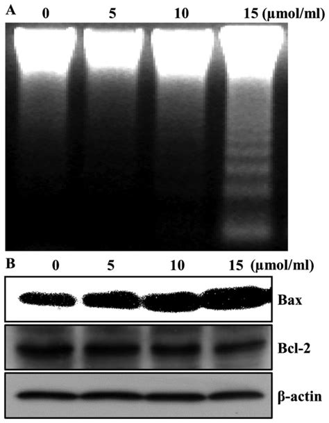 Induction Of Apoptosis In Hepg2 Cells By Aspirin Cells Were Incubated