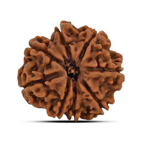 9 Mukhi Rudraksha Benefits Powers And Significance