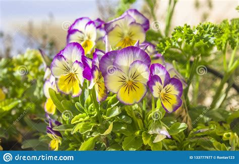 Beautiful Garden Purple Yellow White Pansy Flowers Of The Genus Viola