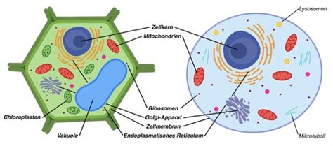 Zellorganellen Flashcards Quizlet