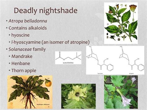 PPT - Deadly nightshade PowerPoint Presentation, free download - ID:2109253