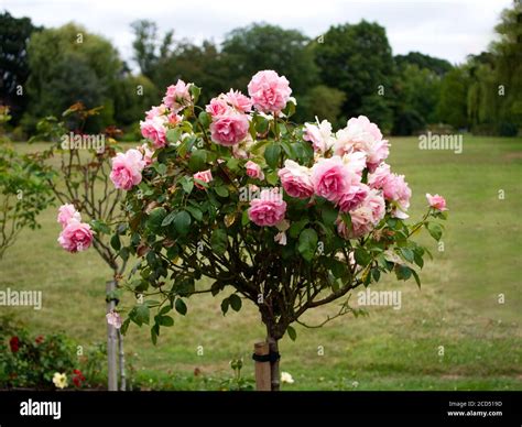 Rosa Chinensis. China Roses. Pink Rose petals. Pink & Orange petals ...