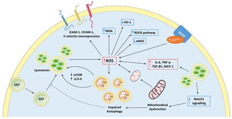 Overview Of The Main Intertwined Secondary Intracellular Mechanism