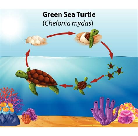 Green sea turtle life cycle - Stockphoto - #30202884 | PantherMedia ...