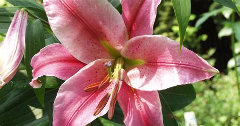 Lilien Pflanzen Mein Schöner Garten