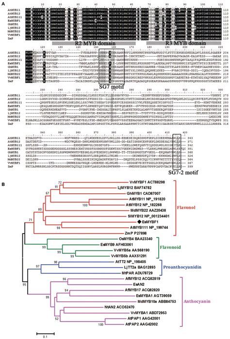 A R2r3 Myb Transcription Factor Regulates The Flavonol Biosynthetic