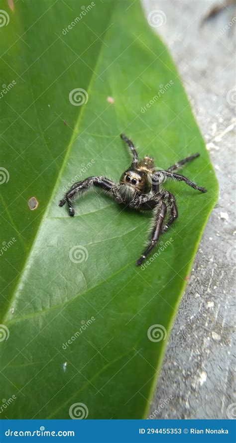 Baby Spider Black Gold - Nature Concept Stock Image - Image of leaf ...