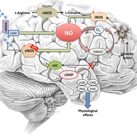 Inflammation in multiple sclerosis (MS). Immune T-cells bypassing the ...