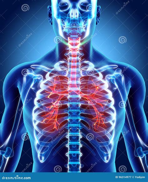 Illustration D Von Kehlkopf Trachea Bronchien Stock Abbildung