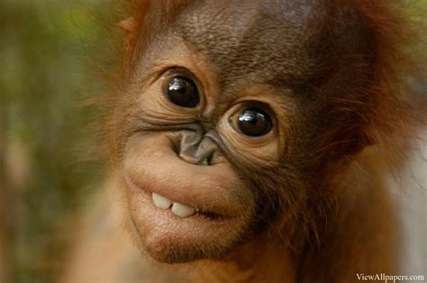 23+ Baby Orangutan Pics