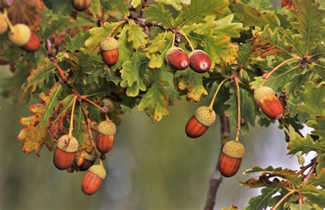 Acorns: More Than Just Squirrel Food – Recette Magazine