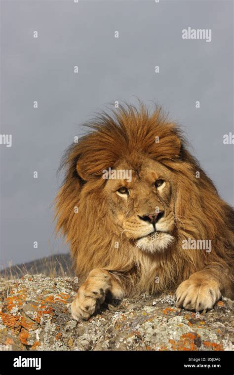 Lion close up of face hi-res stock photography and images - Alamy