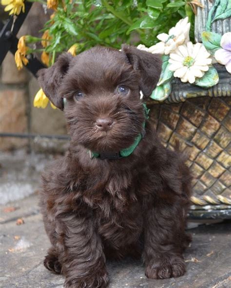 Aww This Is Absolutely The Most Adorable Chocolate Miniature Schnauzer