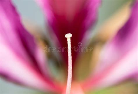 The stamen and pistil stock photo. Image of peaceful, waterdrop - 4396770