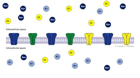 Ion Channel Illustrations | Casey Henley, PhD