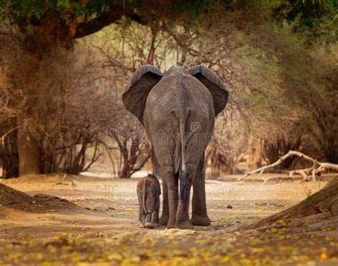 African Bush Elephant Loxodonta Africana Small Baby Elephant With Its