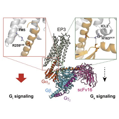 Structural Insights Into The G Protein Selectivity Revealed By The