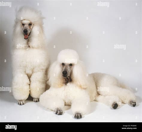 Standard Poodles Hi Res Stock Photography And Images Alamy