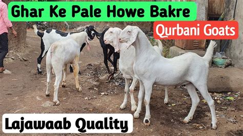 Ghar Ke Pale Howe Shandaar Bakre In Bhiwandi Sojat Beetal Patira Goat