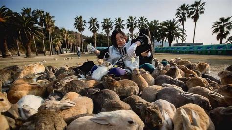 澳大利亚兔子泛滥轰炸机都无济于事中国网友建议出口中国 腾讯视频