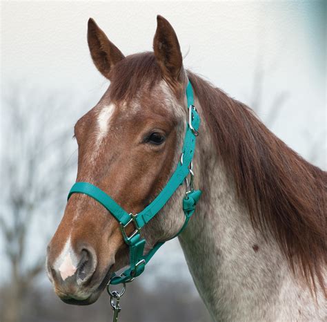 Weaver Leather Adjustable Patterned Nylon Horse Halter