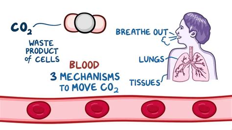 Oxygen And Carbon Dioxide Transport