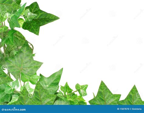 Ivy Border Stock Photo Image Of Leaves Vines Plants 1507870