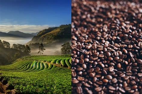 3 Daerah Penghasil Kopi Terbanyak Di Sumatera Selatan Ternyata Bukan