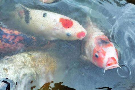 koi fish in the pond 22588983 Stock Photo at Vecteezy