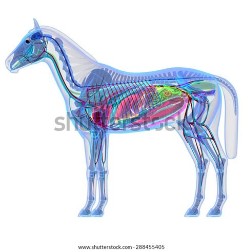 Horse Internal Organs Anatomy Stock Illustration 288455405