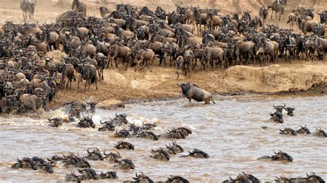 Masai Mara vs Serengeti | Blog | Wild Safari Guide