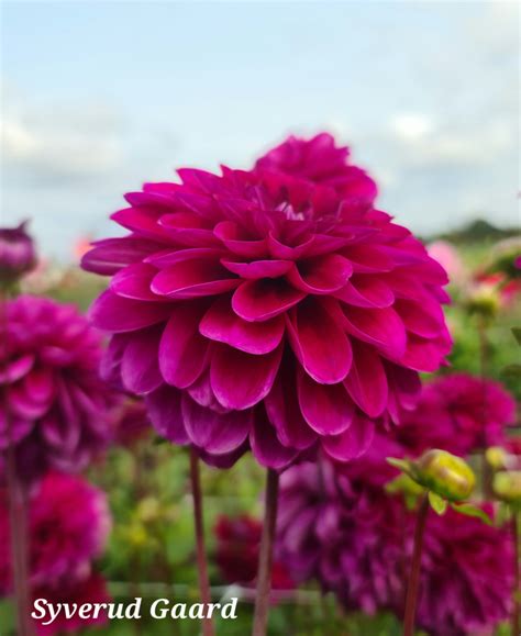 Dahlia Melchior Nyhet Syverud Gaard