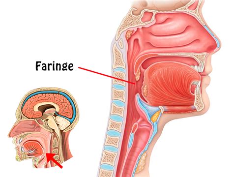 La Faringe funciones ubicación partes funcionamiento características