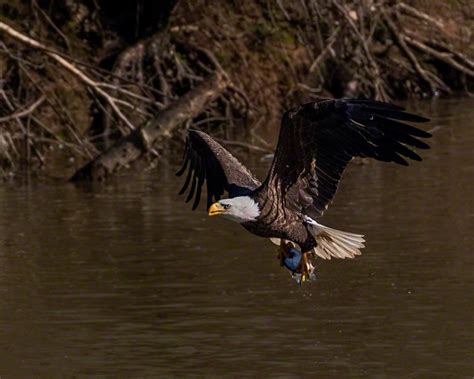 The Bald Eagles of Jordan Lake – SEADOC PHOTOGRAPHY