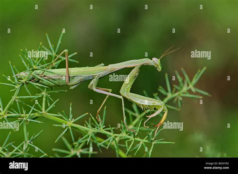 praying mantis Mantis religiosa mantis insect insects green animal ...