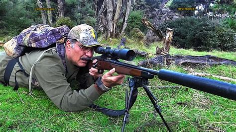 Hunting Two Fallow Deer With 22 250 Neck Shot For Venison Recovery In