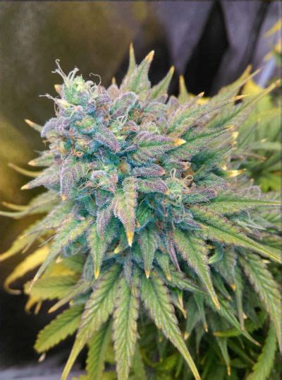 Graines De Cannabis Gold Glue Auto Mephisto Genetics Villabafo