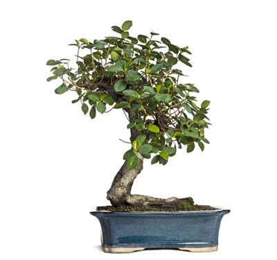 The 6 Best Indoor Bonsai Tree Types & How To Care For Them