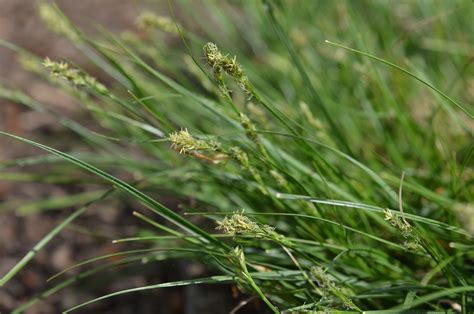 Mt Cuba Center Carex Texensis Texas Sedge Mt Cuba Center