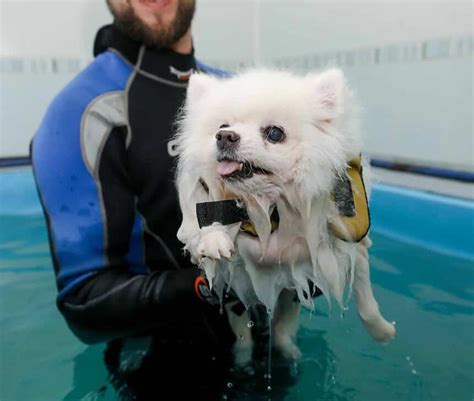 Canine hydrotherapy helps dogs gain strength and movement