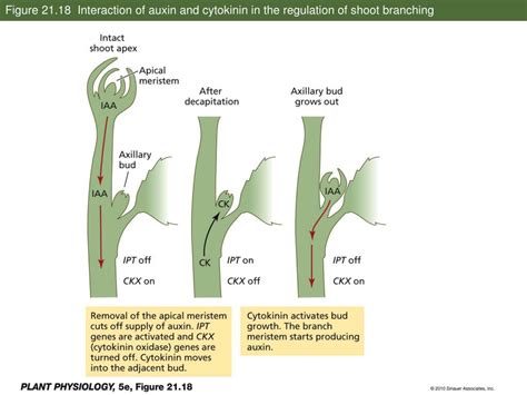 Ppt Cytokinins Regulators Of Cell Division That Function In