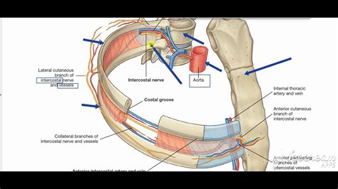 Breast Blood Supply 3 YouTube