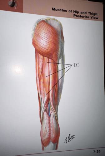 Myology Table Knee Flashcards Quizlet