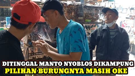 Pilihan Burungnya Masih Oke Cek Harga Burung Dikios Kang Manto Pasar