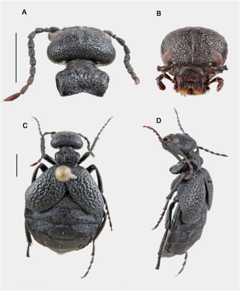 Escarabajo venenoso científicos descubren una nueva y rara especie